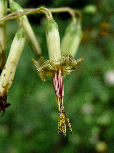 {Nabalus altissimus}